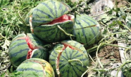 北京朝阳黑料吃瓜网,吃瓜网带你探秘网络八卦风云