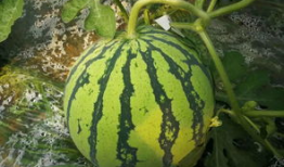 千万网红免费吃瓜,揭秘网络红人幕后狂欢盛宴