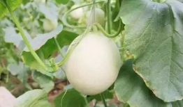 文县网红吃瓜事件,揭秘网络舆论背后的真相与反思