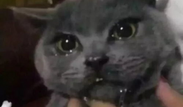 吃瓜网红喵小吉,吃瓜网红的趣味生活揭秘