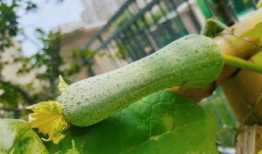 51吃瓜网官网有病毒吗