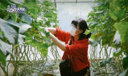 海阳吃网瓜视频,揭秘网络红人美食挑战背后的故事